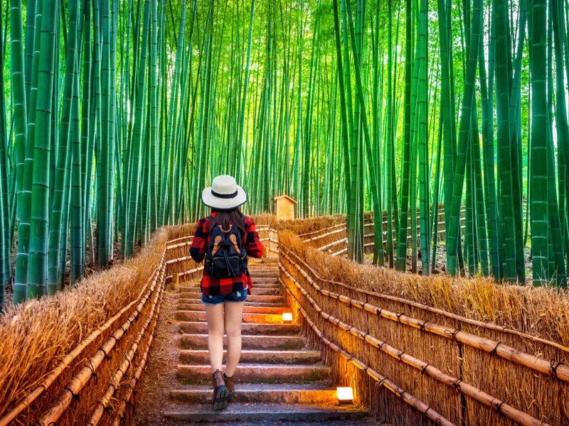 竹林深处