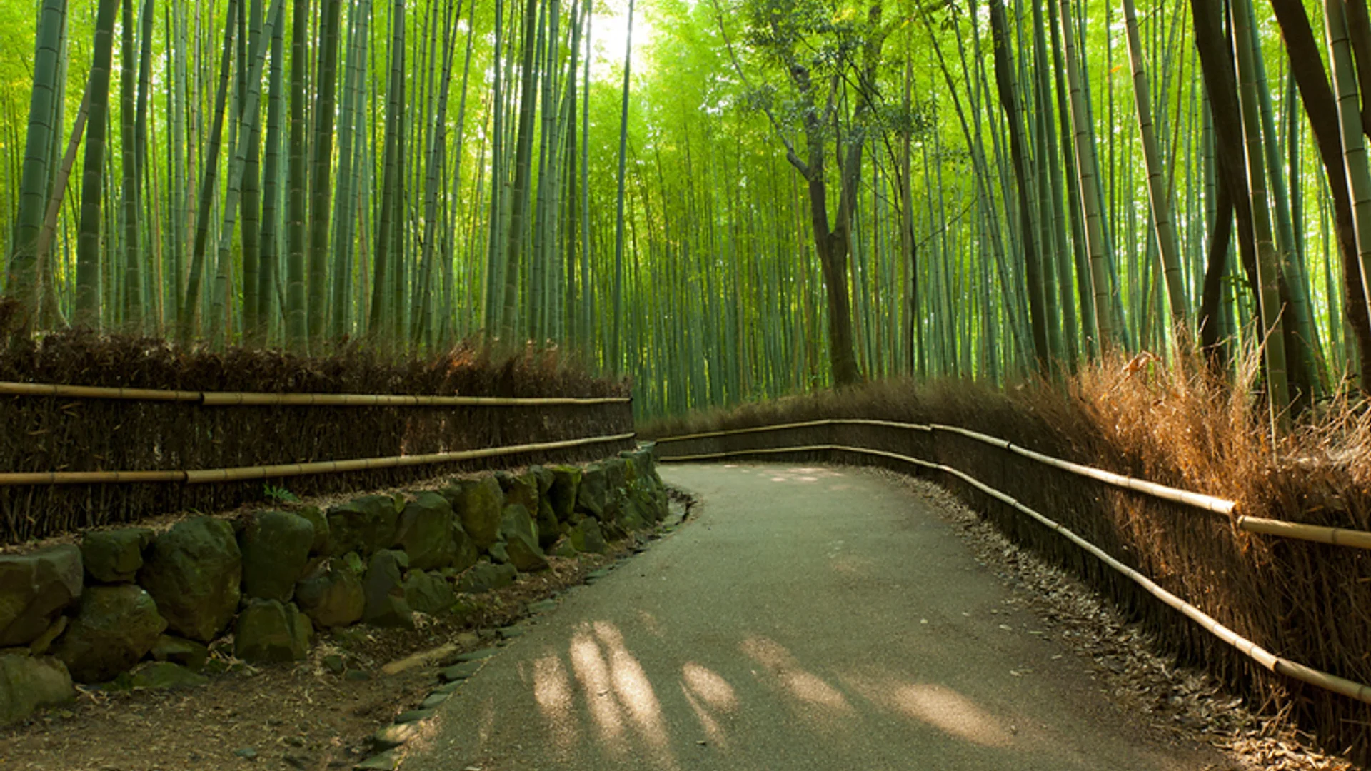 岚山竹林攻略
